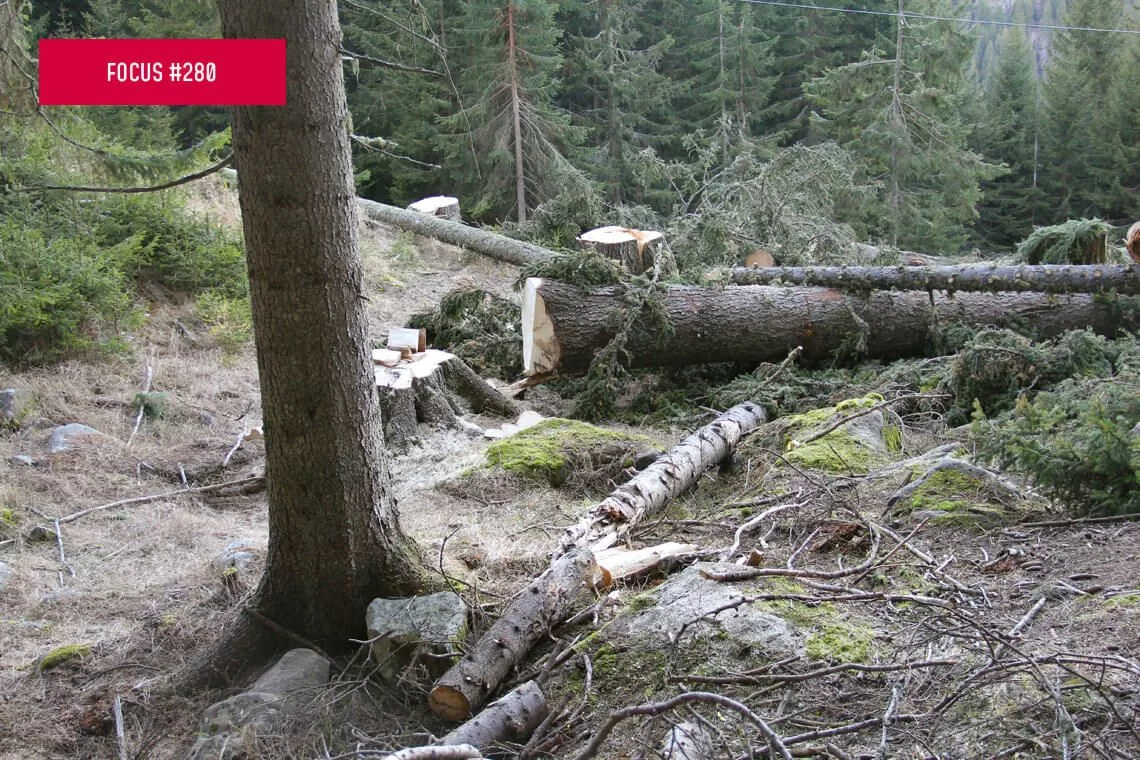 Controlli e illeciti forestali: conoscerli per migliorare